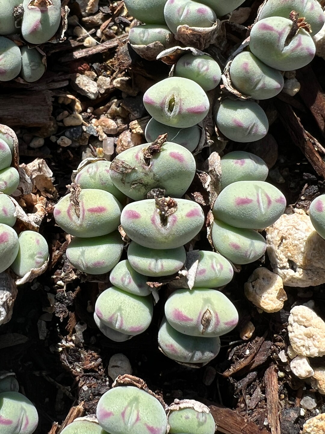 Rare Plants, Conophytum Luiseae,cute Red Lines - Etsy Rare Plants, Conophytum Luiseae,cute Red Lines - Etsy