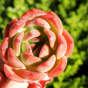 Real plants, Echeveria Madonna