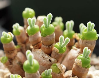 Monilaria moniliforme, Rare succulent seeds,  10 seeds [SEEDS ONLY]