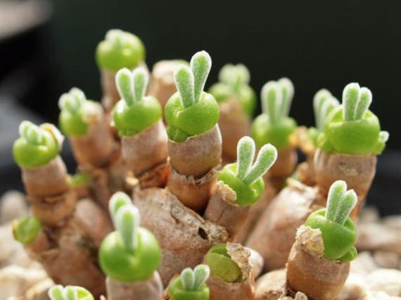 モニラリア モリニフォルメ 多肉植物 レア うさぎ　キラキラ ウサギの耳のような独特な葉を楽しめる多肉植物「モニラリア」。 | Dig