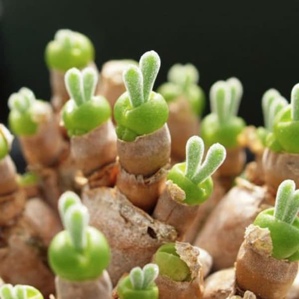 Semillas de Monilaria Moniliforme: Suculenta rara con forma de conejito (10 semillas)