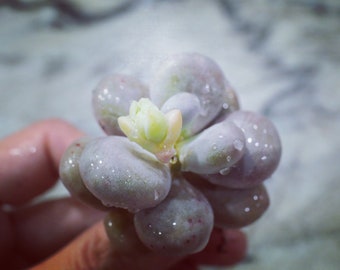 Real plants, Pachyphytum Oviferum Cheese