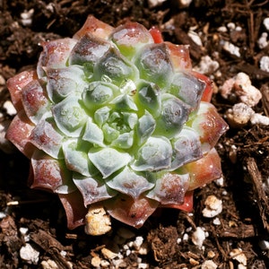 Echeveria Gilo, rare succulent, 10 seeds