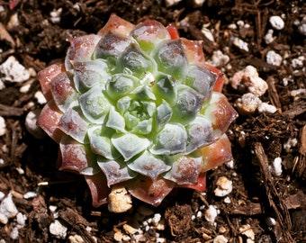 Echeveria Gilo, rare succulent, 10 seeds