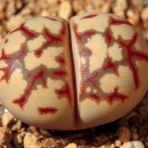 Lithops dorotheae, living stone, rare succulent, 10 seeds image 1