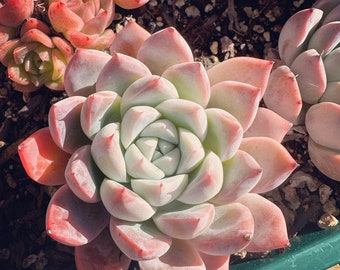 Rare plants, Echeveria icy beauty