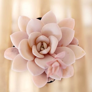 Echeveria laui, 10 seeds, rare succulent, pink succulent, succulent image 1