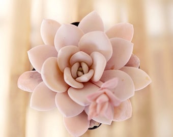 Echeveria laui, 10 seeds, rare succulent, pink succulent, succulent