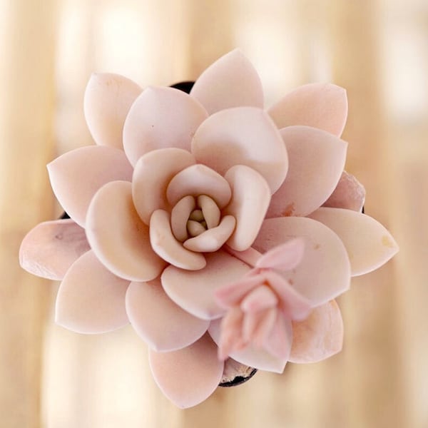 Semillas de Echeveria Laui: Suculenta rosa poco común (10 semillas)