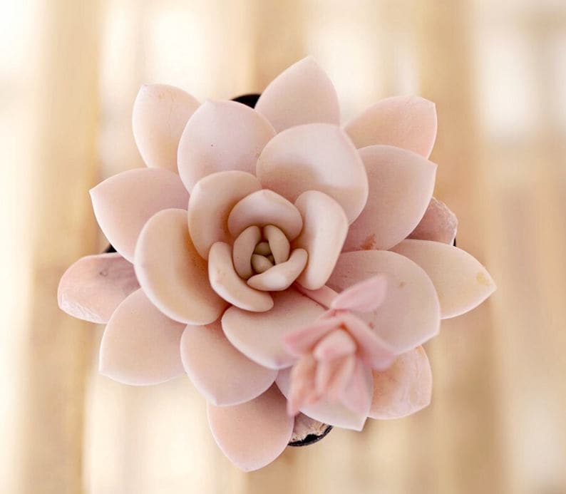 Echeveria laui, 10 samen, seltene Sukkulente, rosa Sukkulente, Sukkulente Bild 1