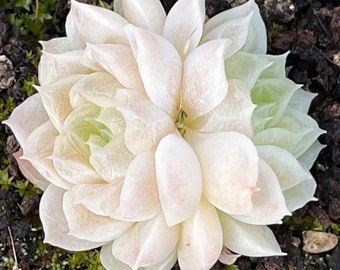 Rare succulent, Echeveria Crystal Jade, 10 seeds