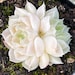 see more listings in the SEEDS: Echeveria section