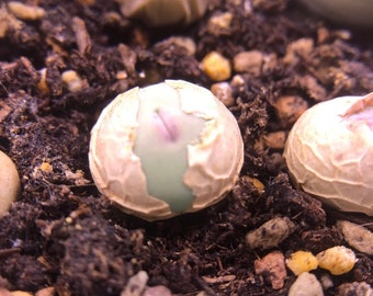 コノフィツム カルキュルス バンジリー SH433 Conophytum_calculus_subs.