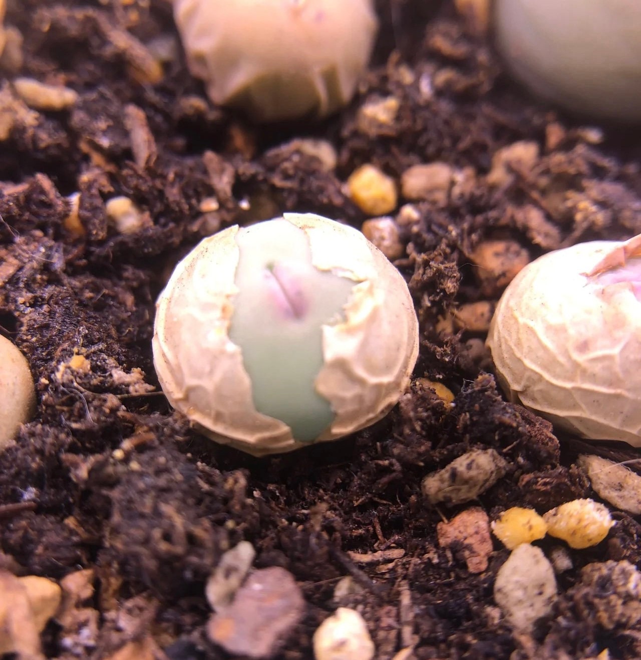 コノフィツム カルキュルス バンジリー SH433 Conophytum Calculus Ssp. Vanzylii SH433, 5 Seeds [SEEDS ONLY