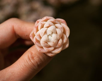 Plantas reales, Echeveria White Elegans sp.