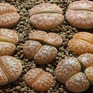 Lithops pseudotruncatella mundtii C099, 10 seeds