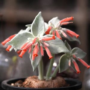 Sinningia canescens, Rechtsteineria leucotricha, rare succulent,10 seeds image 3