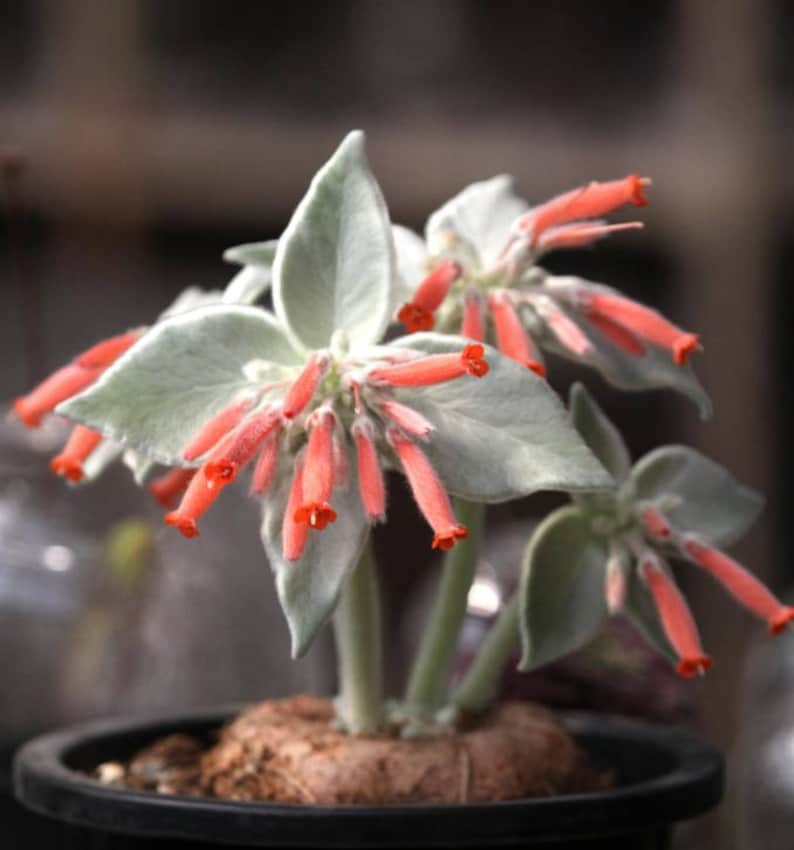 Sinningia canescens, Rechtsteineria leucotricha, rare succulent,10 seeds image 3