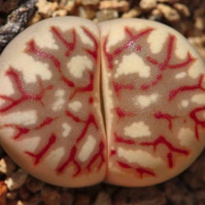 Lithops dorotheae, living stone, rare succulent, 10 seeds image 2