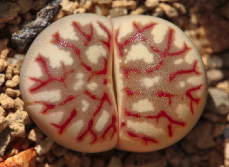 Lithops dorotheae, living stone, rare succulent, 10 seeds image 2