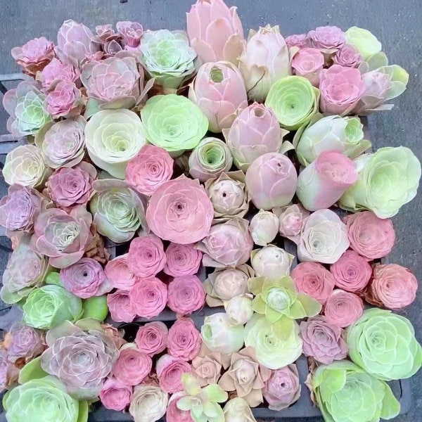 Greenovia mix, 20 seeds, rare succulent, pink succulent, succulent