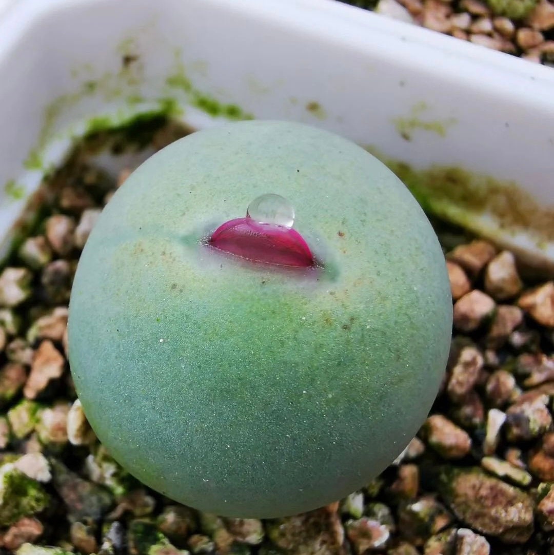 コノフィツム カルキュルス バンジリー SH433 Conophytum Calculus Ssp. Vanzylii SH433, 5 Seeds [SEEDS ONLY