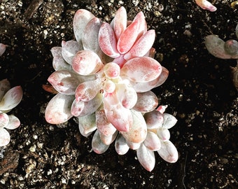 Real plants, Pachyphytum Machucae