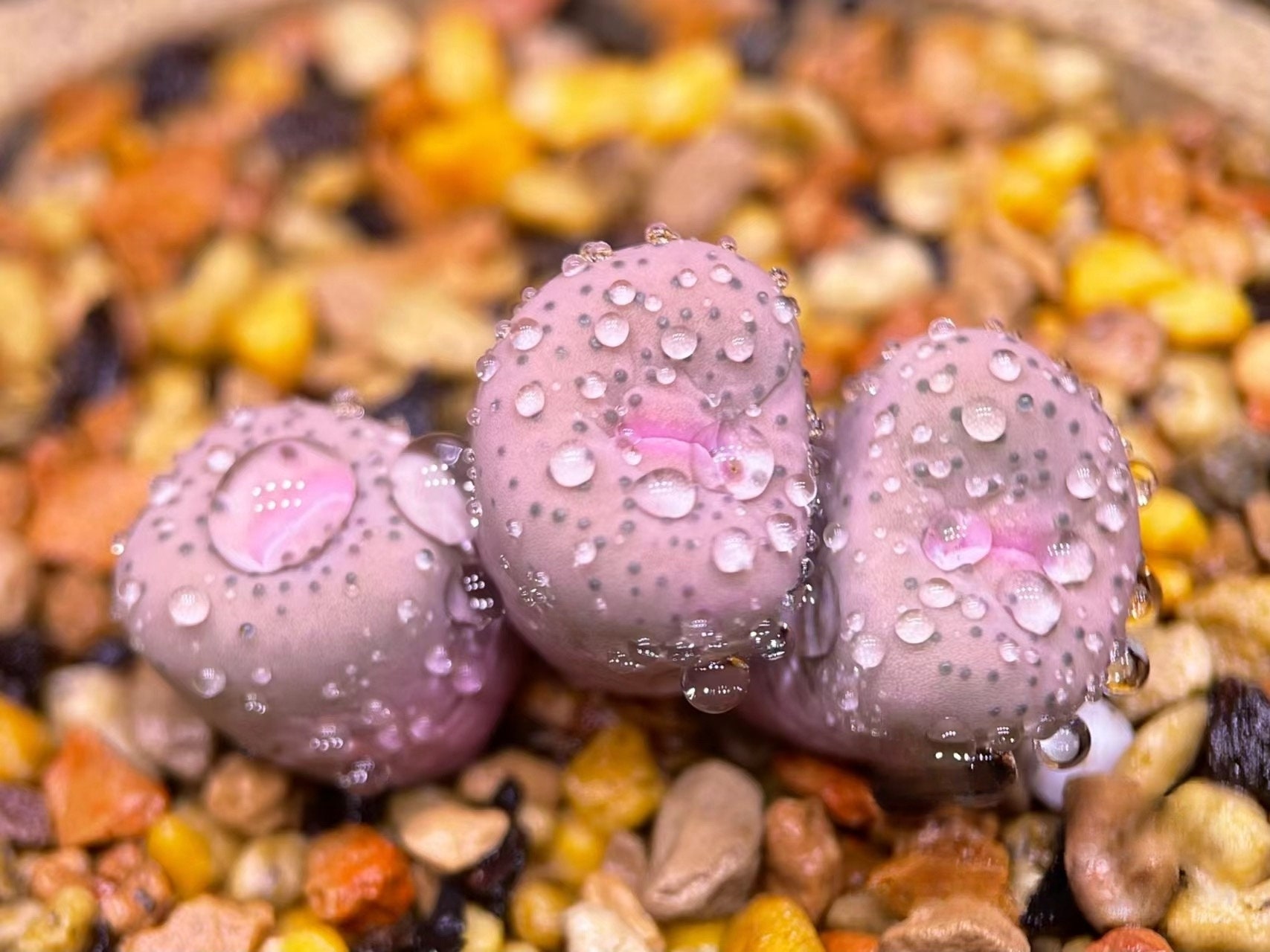 Conophytum Stevens Jonesianum Rietfontein , Rare Living Stone, 5