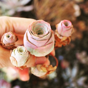 Real plants, Greenovia little love letter, Pink Mountain Rose, Rare succulent