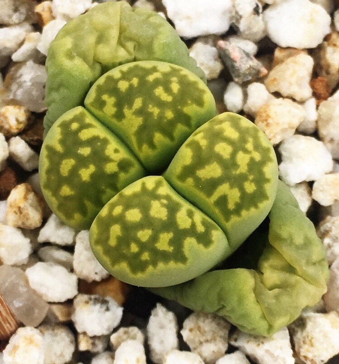 Lithops Julii Ssp. Fulleri 