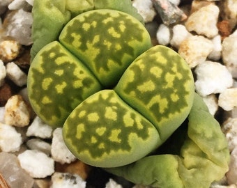 Lithops julii ssp. fulleri "Fullergreen" C056A, living stone, 10 seeds