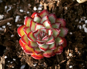 Real plants, Echeveria Mexican pulidonis sp