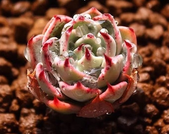 Echeveria subalpina, rare succulent, 10 seeds [SEEDS ONLY]