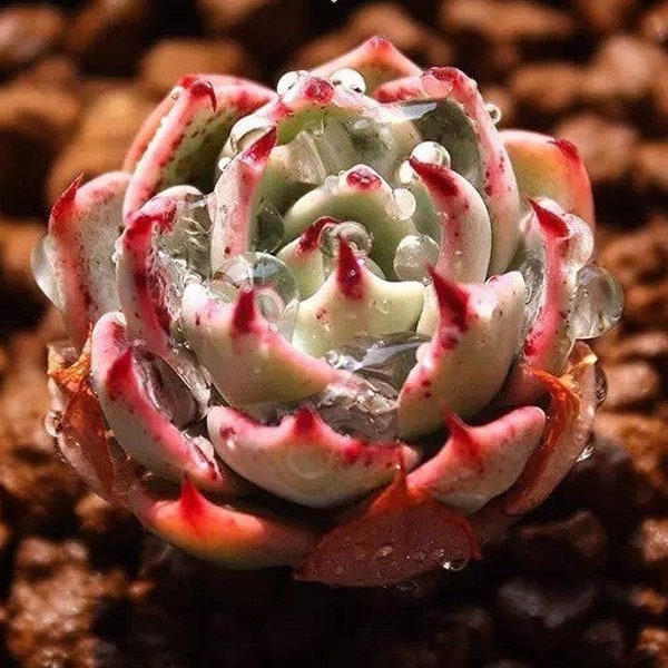 Echeveria subalpina, suculenta rara, 10 semillas [SOLO SEMILLAS]