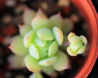 Graptopetalum macdougallii, Rare succulent,  10 seeds