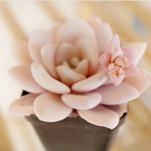 Echeveria laui, 10 seeds, rare succulent, pink succulent, succulent image 2