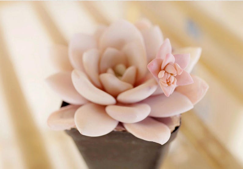 Echeveria laui, 10 seeds, rare succulent, pink succulent, succulent image 2