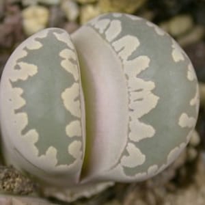 Lithops otzeniana C350, 10 seeds [SEEDS ONLY]