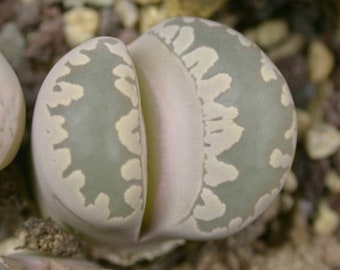 Lithops otzeniana C350, 10 seeds