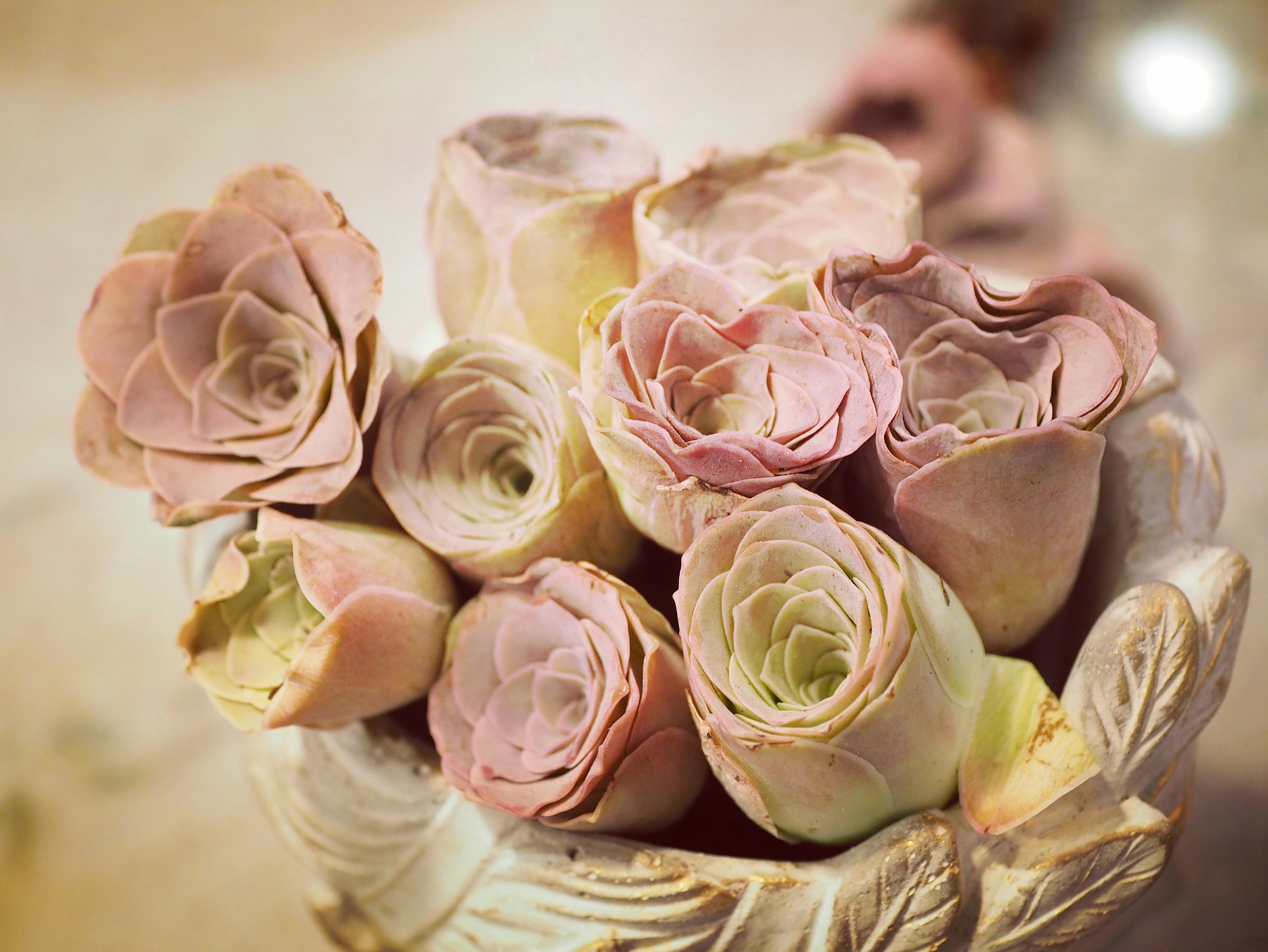 Real Plants, Greenovia Aurea Sp Princess Lola, Pink Mountain Rose