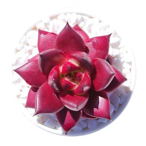 Echeveria agavoides robin, rare succulents, 10 seeds [SEEDS ONLY]