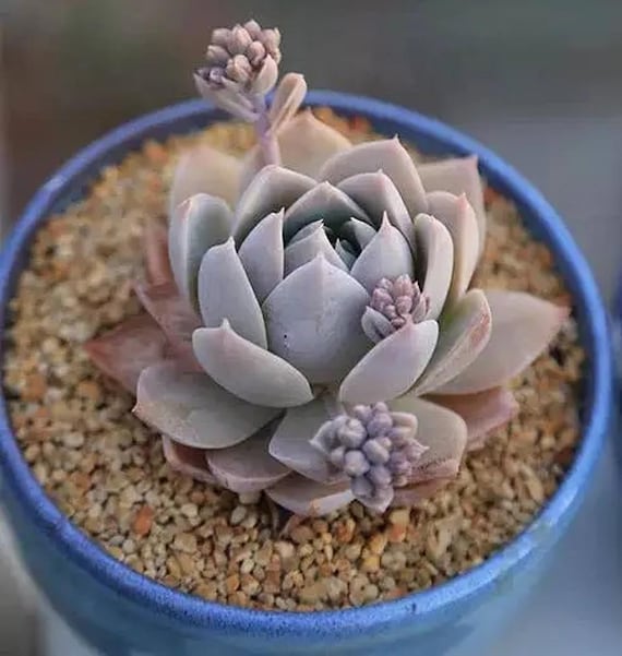タイニーFairy オリーブ本日のみ最安値 青白く