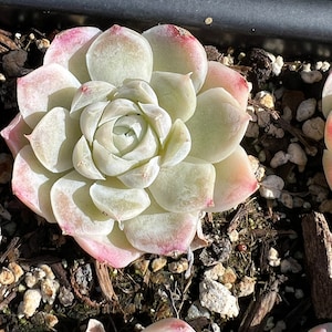 Real plants, Echeveria White Elegans