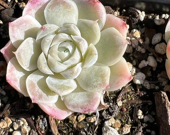 Real plants, Echeveria White Elegans