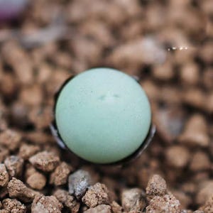 Puede incluir: Una sola planta suculenta redonda de color azul claro con una superficie lisa y ligeramente texturizada. La planta está sentada sobre una cama de grava marrón.