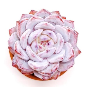 Rare succulent seeds, Echeveria Hosikage * Purpusorum White Form, 10 seeds [SEEDS ONLY]