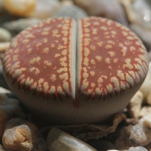 Lithops aucampiae ssp euniceae C048, rare succulent, living stone, 10 seeds [SEEDS ONLY]