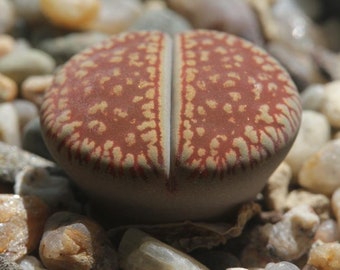 Lithops aucampiae ssp euniceae C048, rare succulent, living stone, 10 seeds