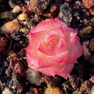 Echeveria Queen sp mix, rare succulent,  10 seeds [SEEDS ONLY]