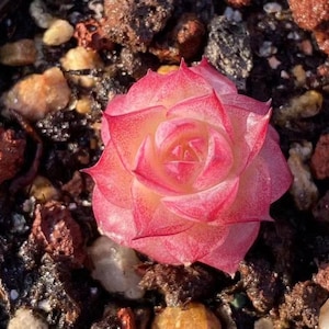 Echeveria Queen sp mix, rare succulent,  10 seeds